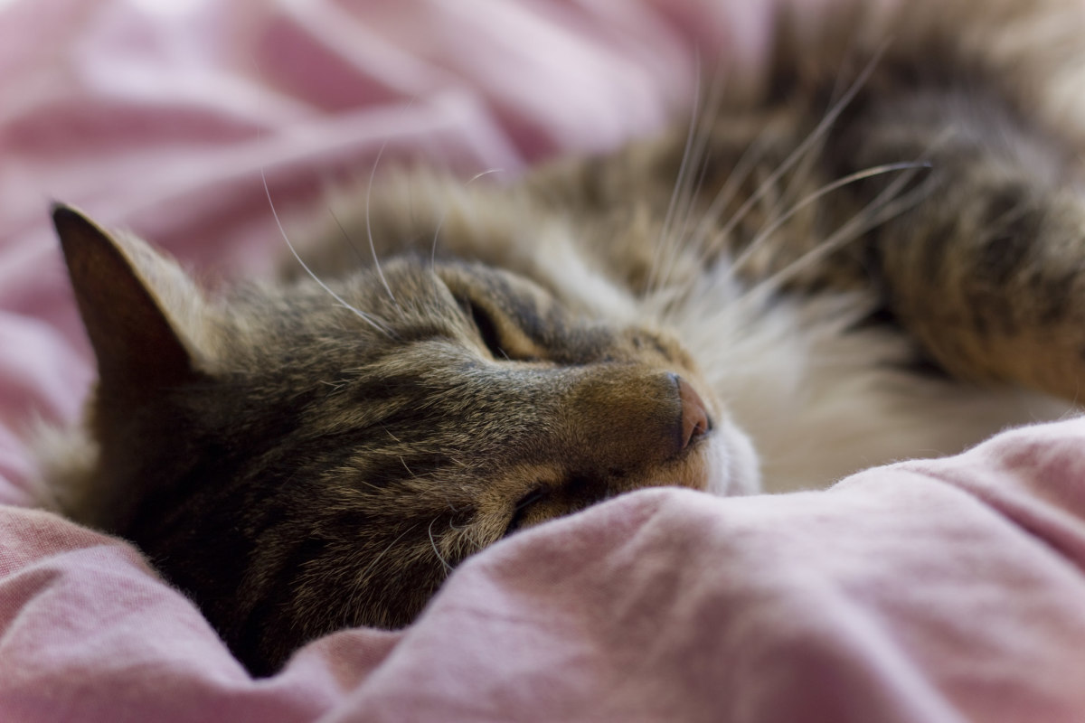 Twelve Warning Signs of Cat Cancer Every Owner Should Know PetHelpful