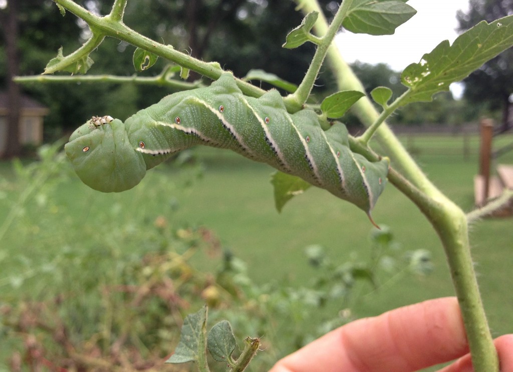 Identifying the Caterpillars Eating Your Tomatoes Dengarden