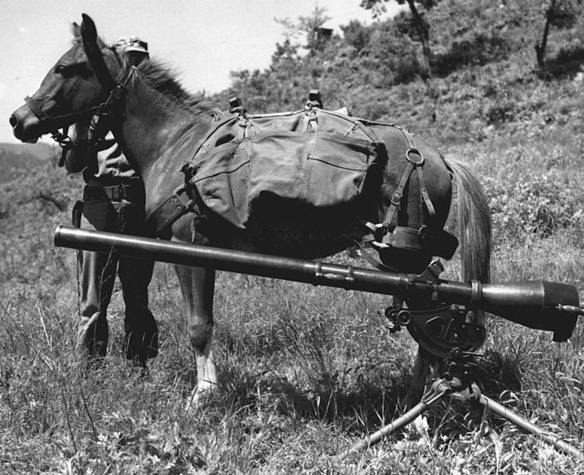 Korean War History Reckless, the Little Mare That Became a Marine War