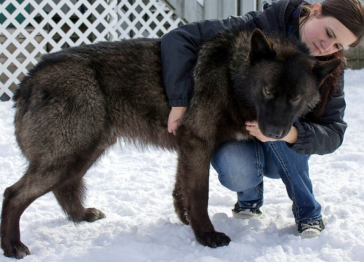 Five American Dogs Banned in Other Countries HubPages