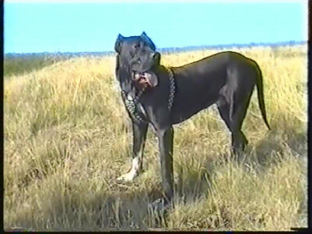 Five Asian Dogs Banned in Other Countries HubPages