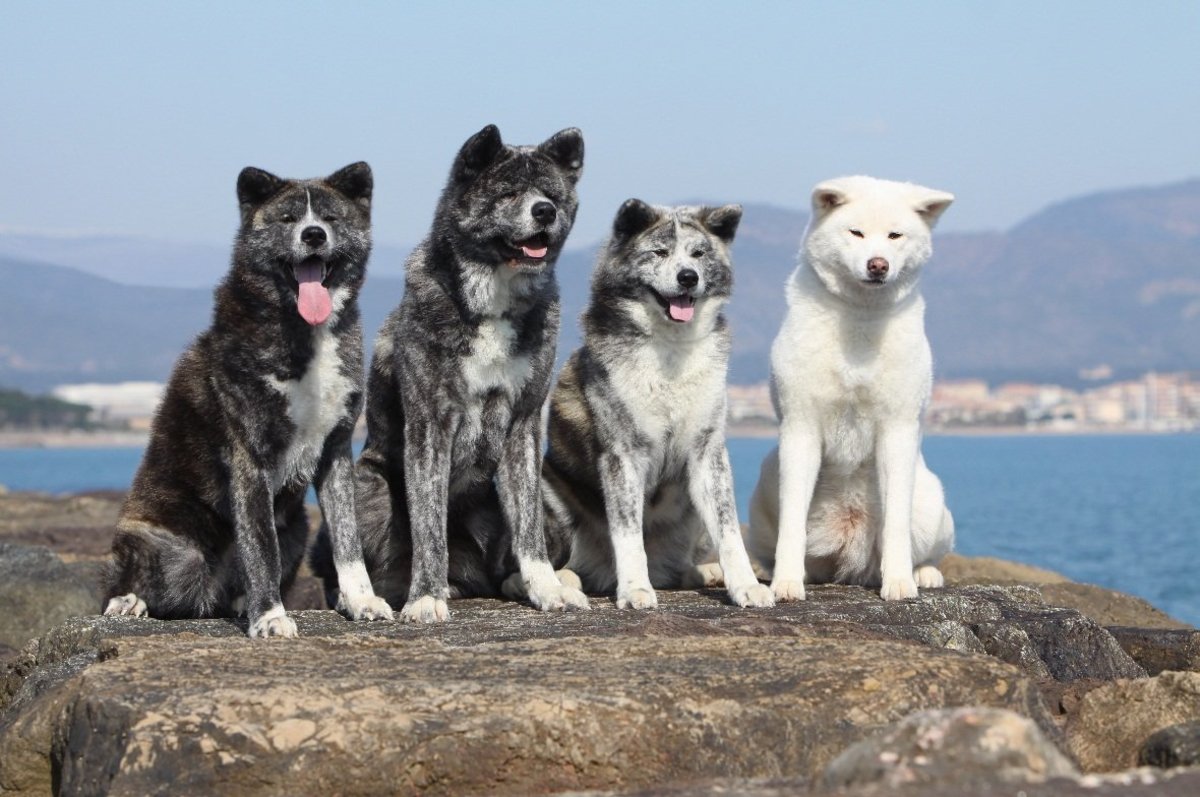 Five Asian Dogs Banned in Other Countries HubPages