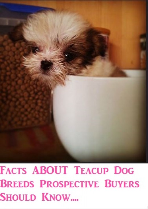Facts About Teacup Dog Breeds Prospective Buyers Should Know PetHelpful