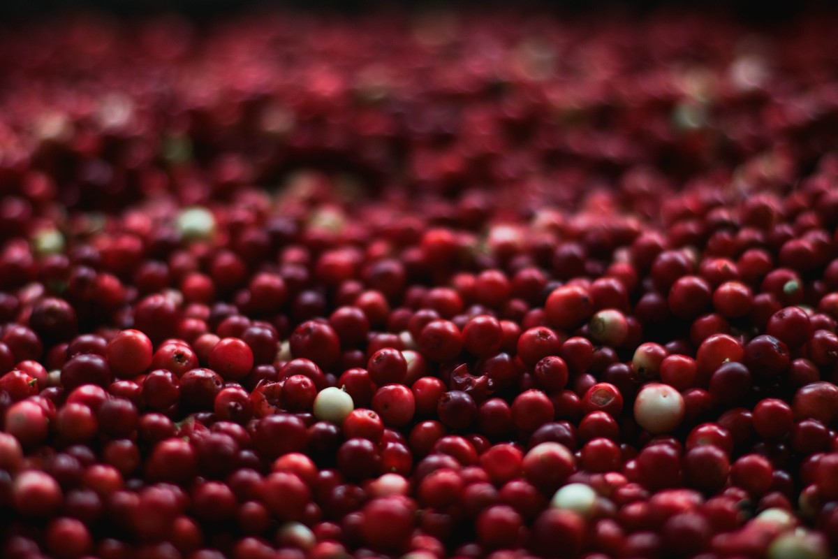 Exploring Cranberries Original "Super Fruit" Delishably