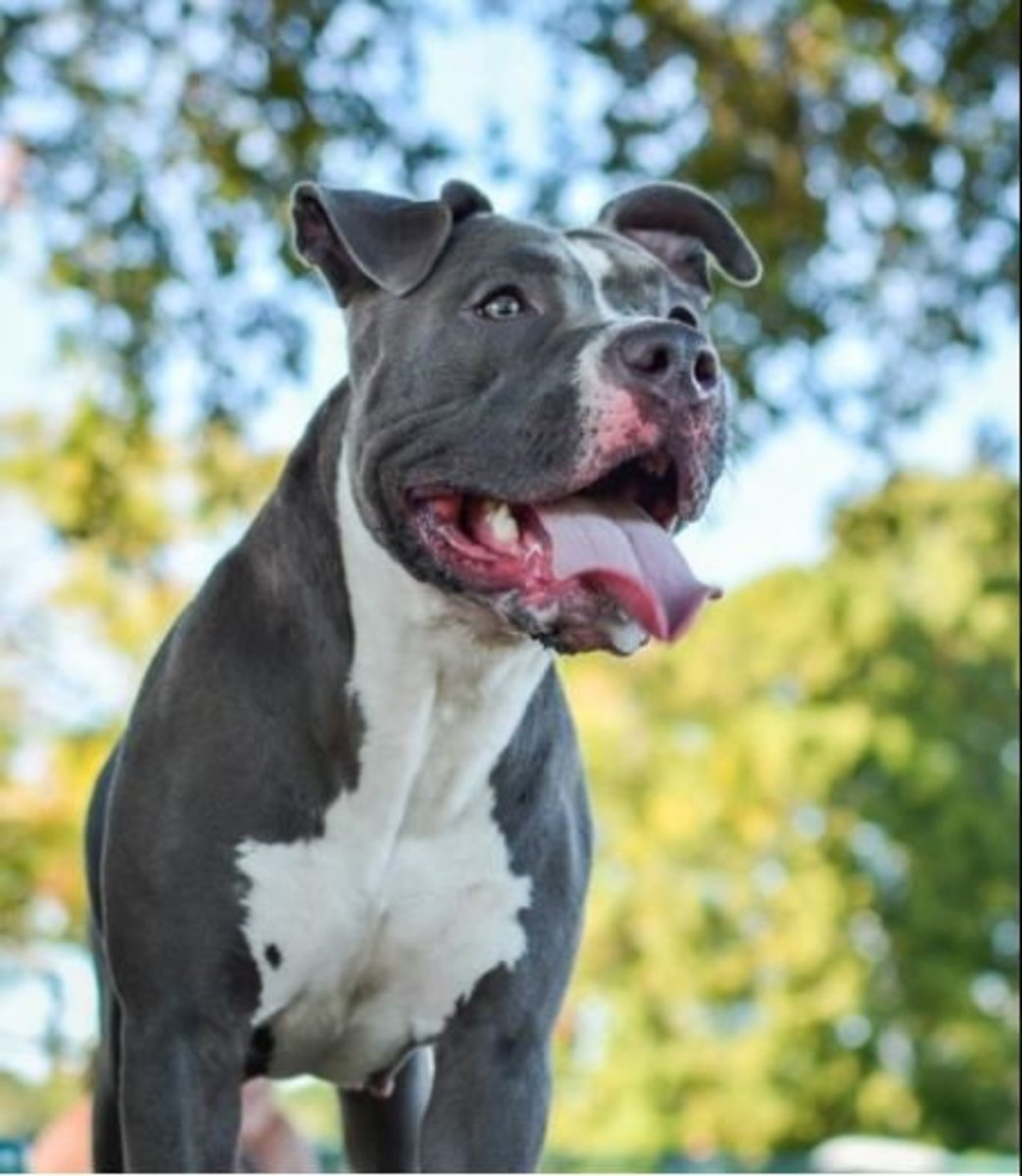 Facts About Blue Nose and Red Nose Pit Bulls PetHelpful