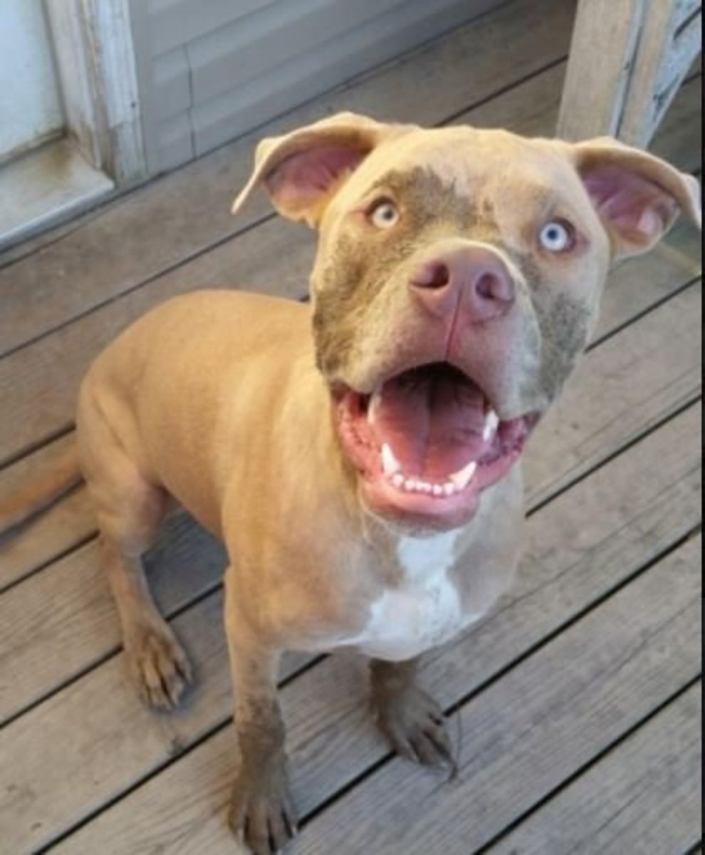 Facts About Blue Nose and Red Nose Pit Bulls PetHelpful