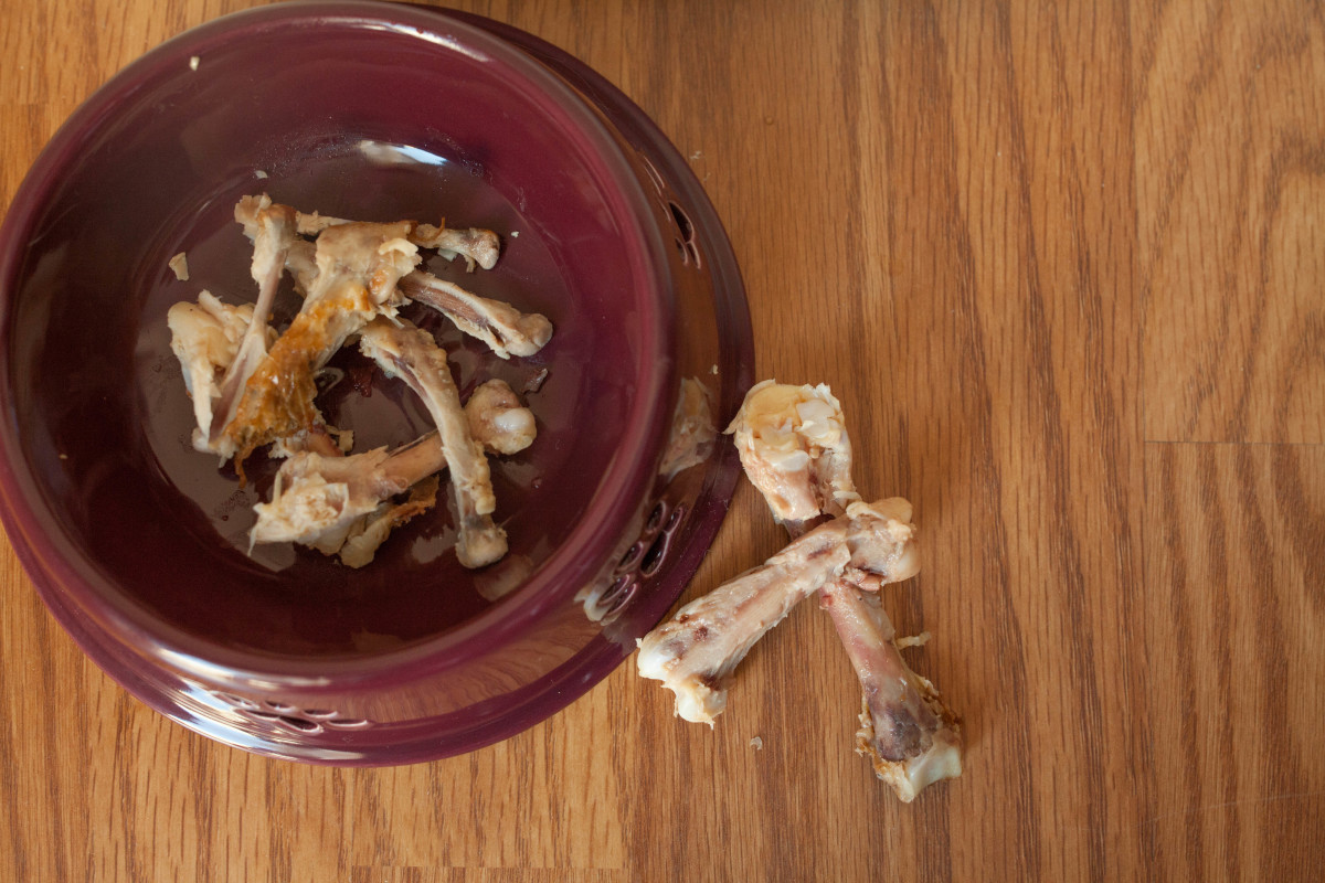 10 Common People Foods That Can Kill Your Dog PetHelpful