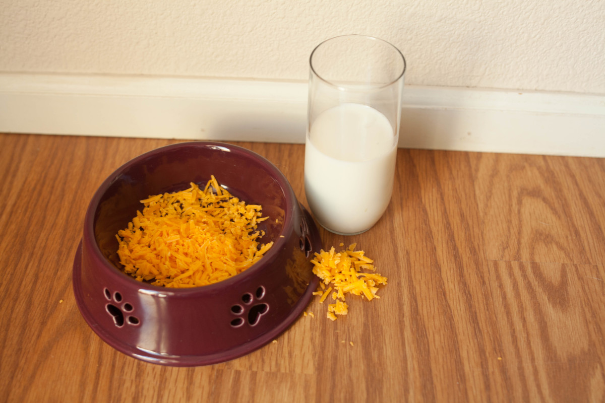 What Food Can Kill Dogs at Amy Smith blog