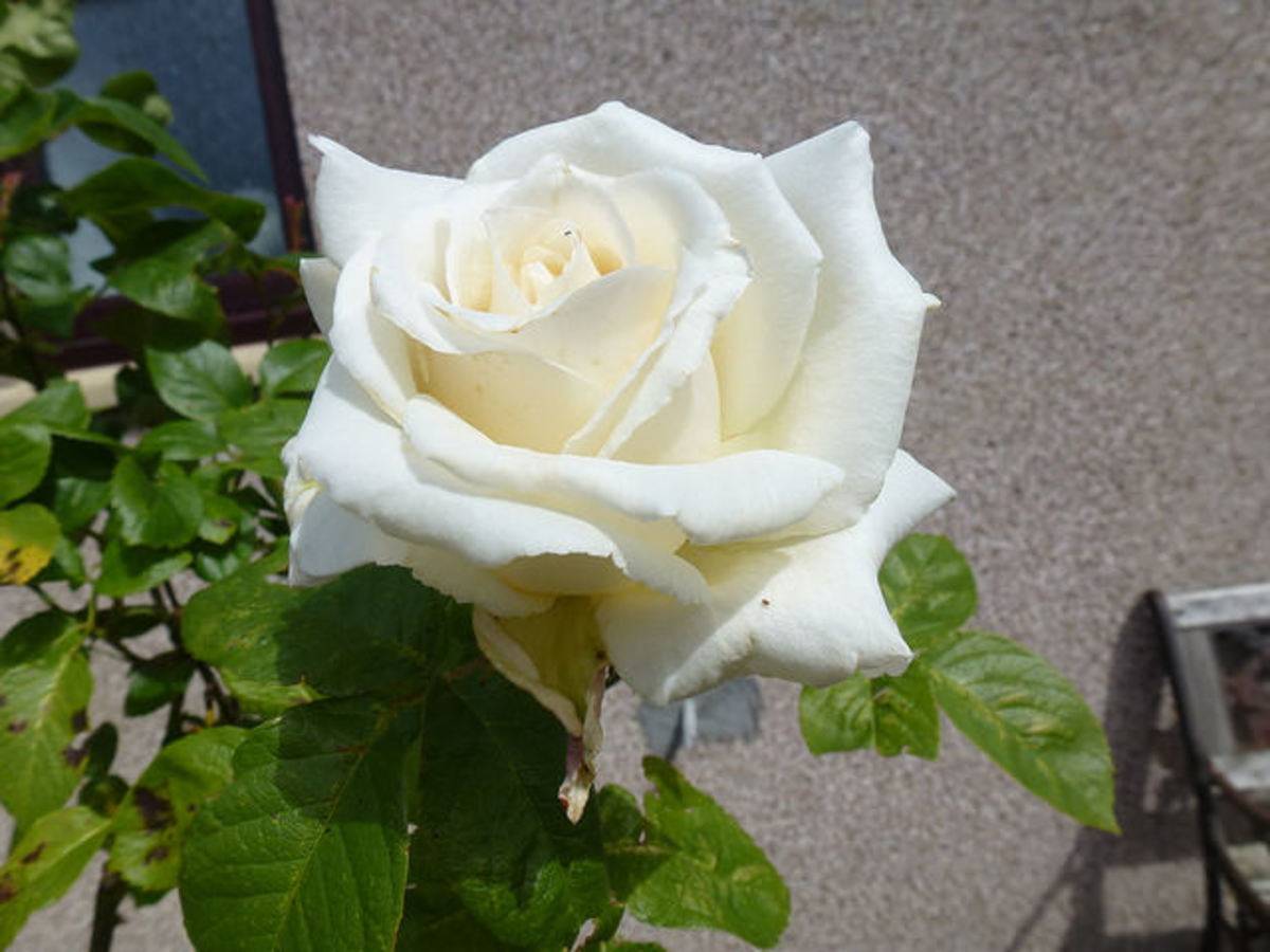 The rose flower; pictures, structure, bush, symbolism, uses and tattoos