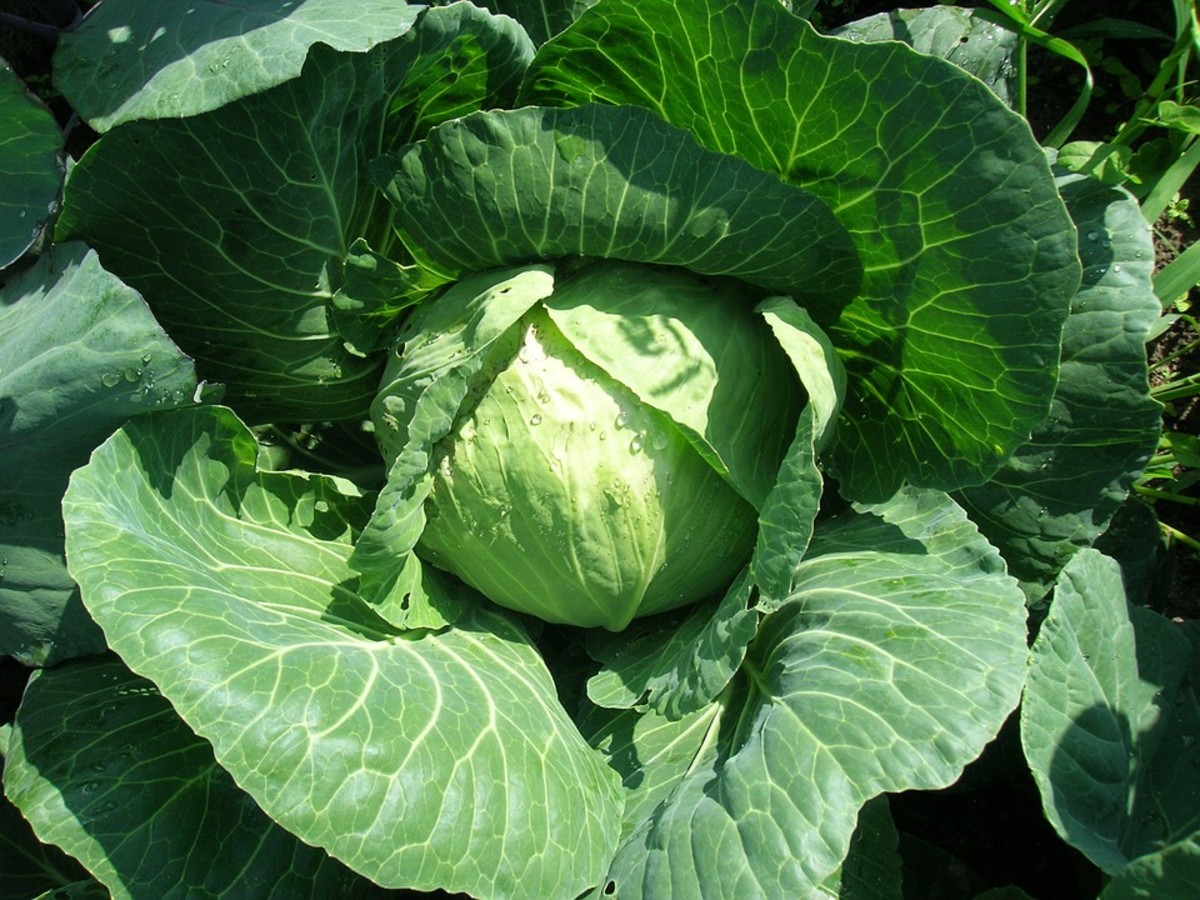 14 Healthy Reasons to Eat Cabbage Plus an Awesome Recipe CalorieBee