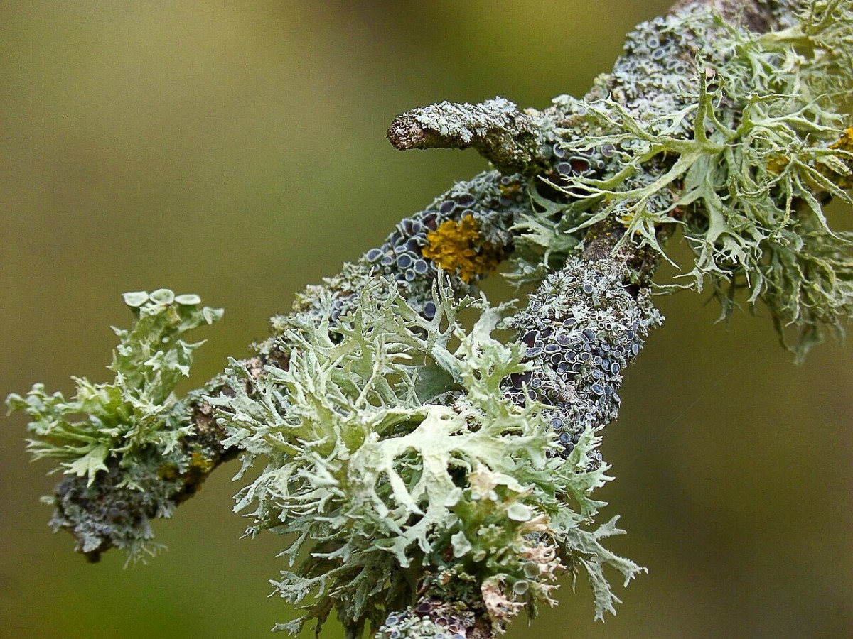 Lichens and People Uses, Benefits, and Potential Dangers Owlcation