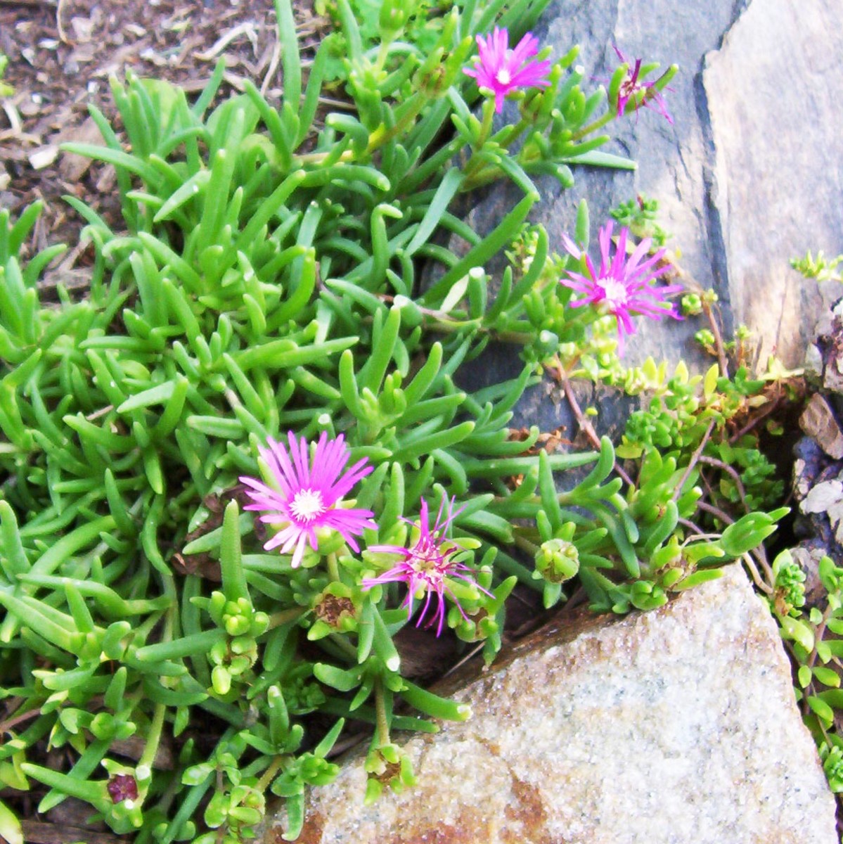 SummerBlooming, Full Sun Perennials That Are Easy to Take Care Of