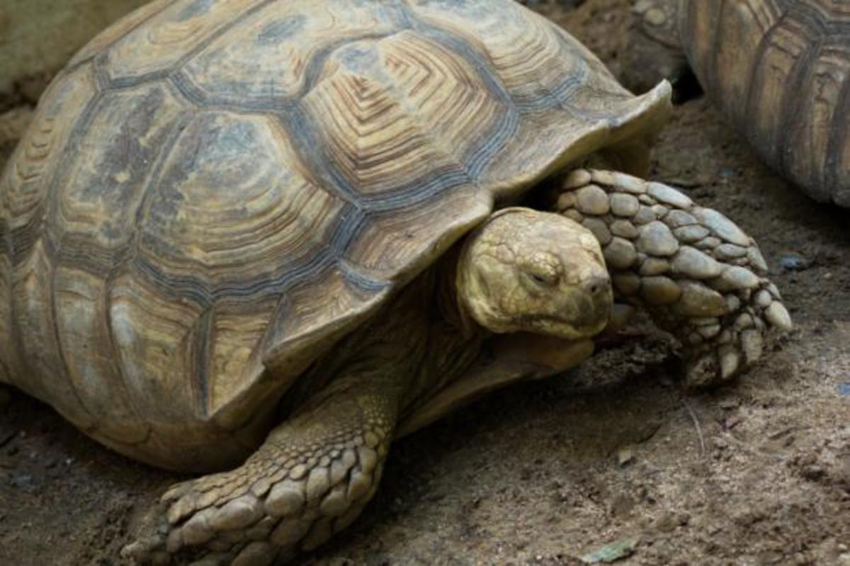 The African Sulcata Tortoise Owlcation