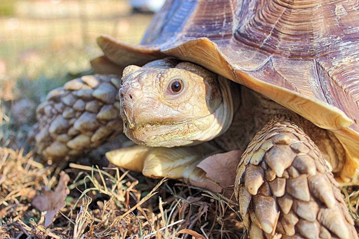 The African Sulcata Tortoise Owlcation