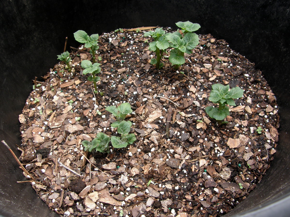 How to Grow Irish Potatoes in a Container Dengarden