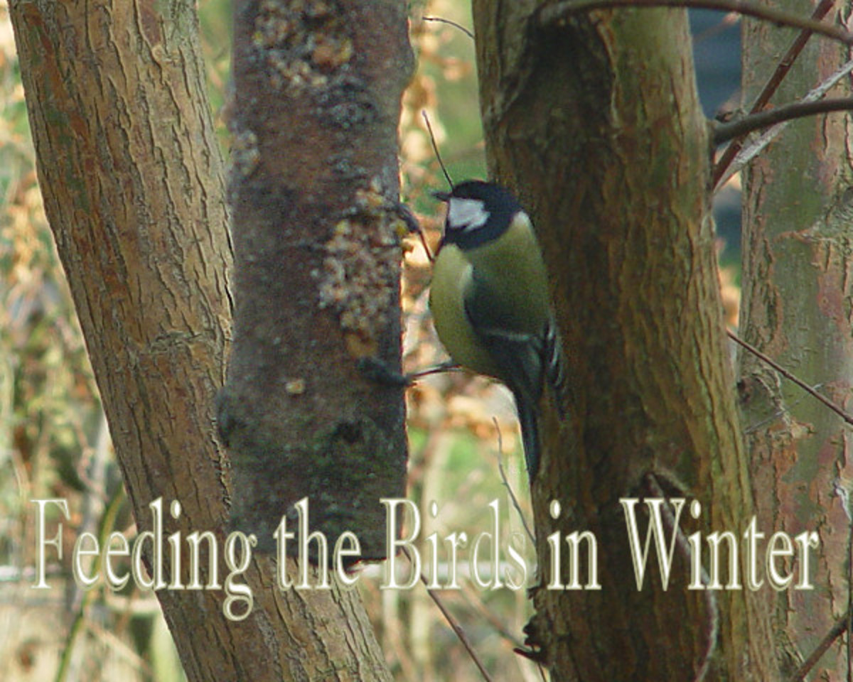 4 Easy Ways to Feed the Birds in Winter HubPages