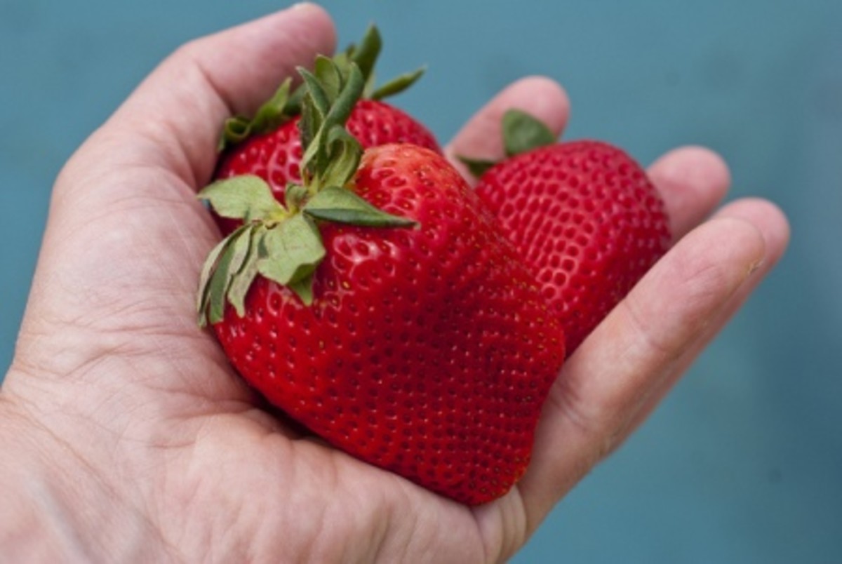 How to Grow Strawberries Using Plastic Bottles Dengarden