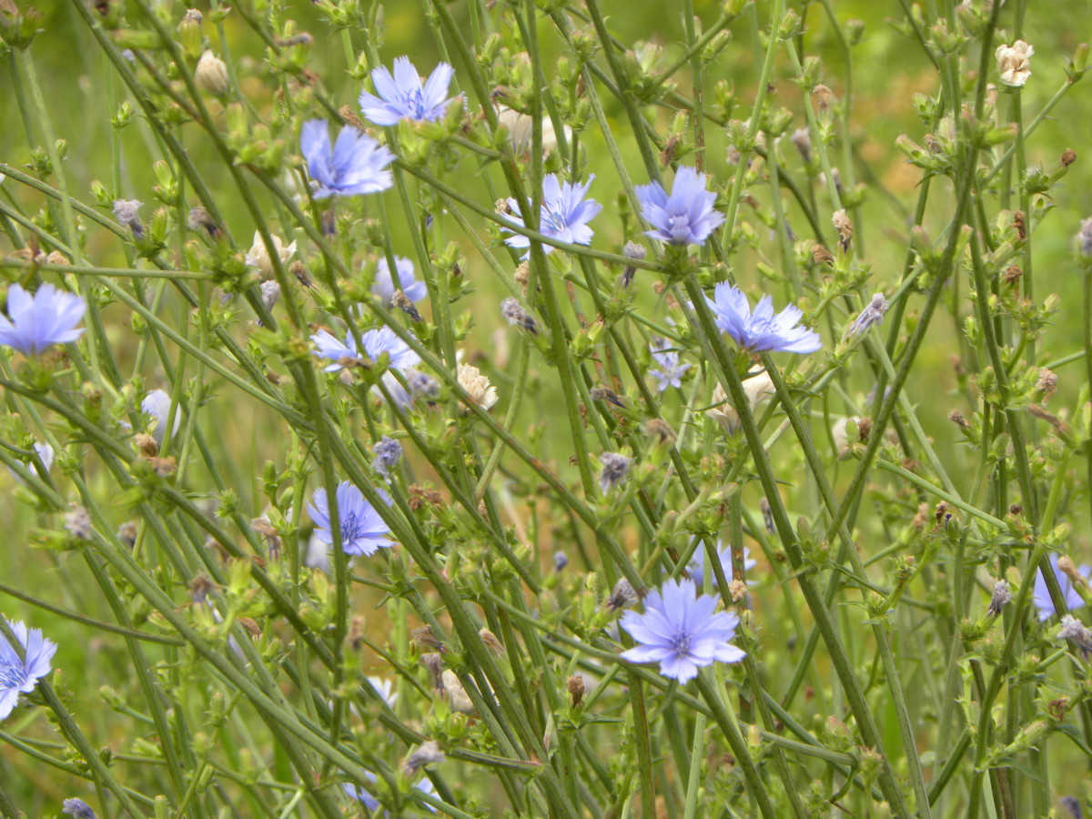 Roadside Prairies in Iowa Flowers or Weeds? HubPages