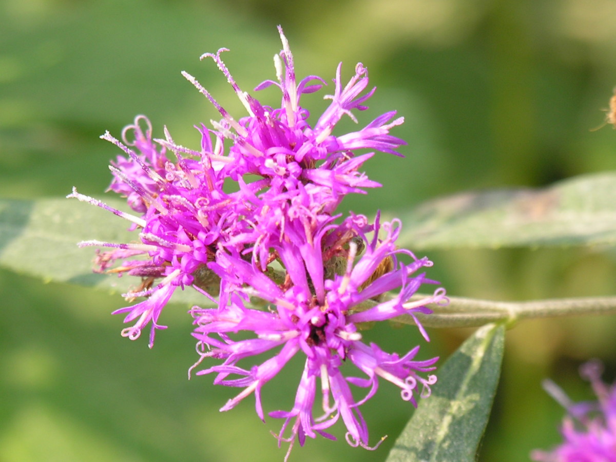 Roadside Prairies in Iowa Flowers or Weeds? HubPages