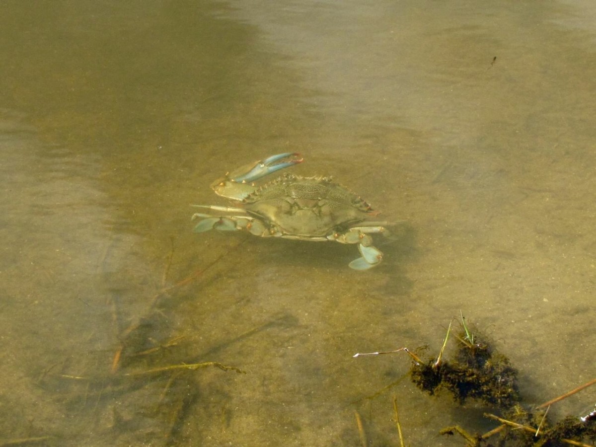 Visiting the Pelican Island National Wildlife Refuge Vero Beach