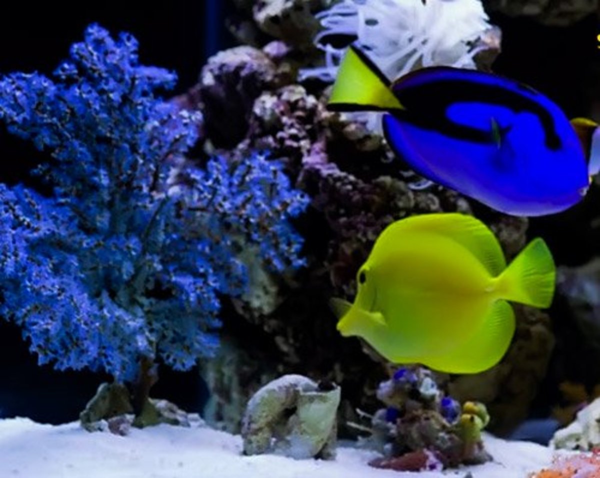 How to Take Care of a Yellow Tang Tank Size, Diet and More PetHelpful