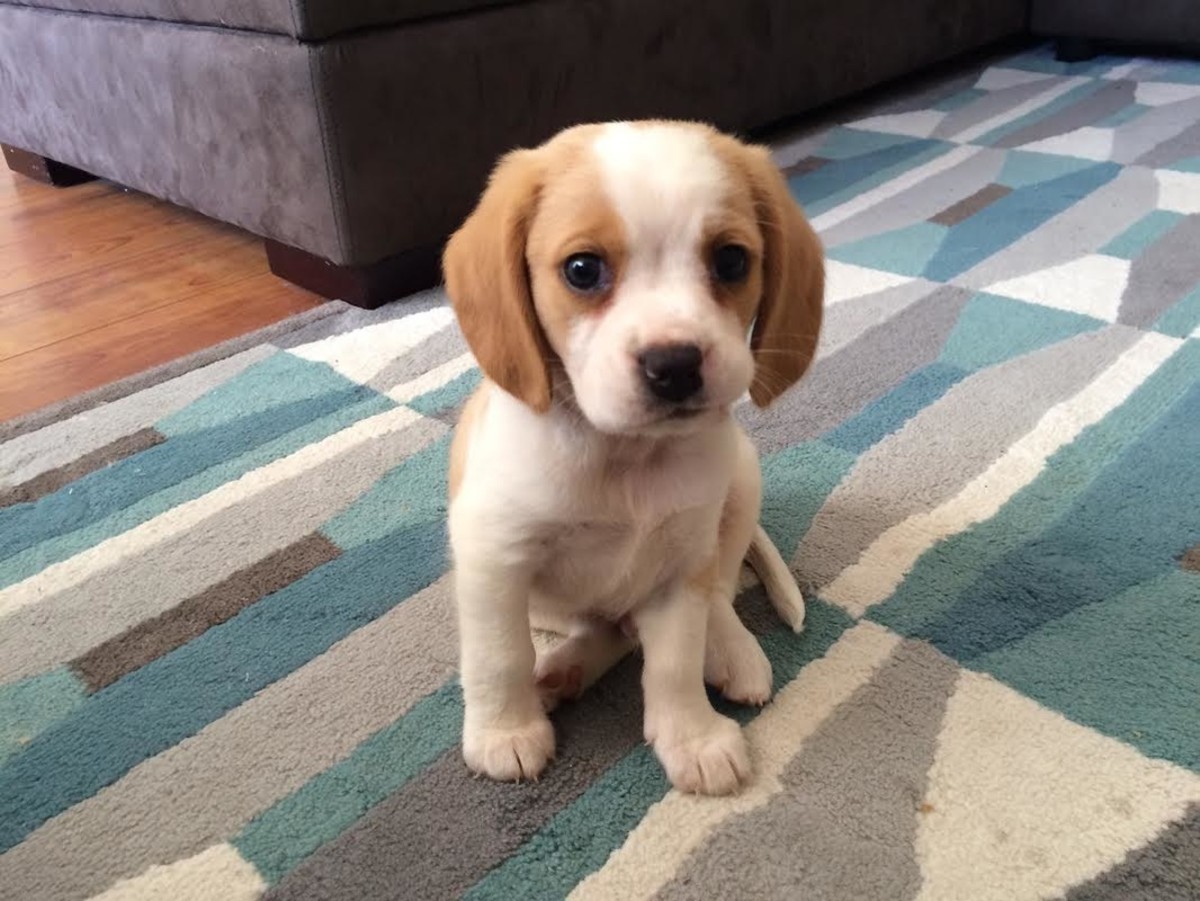 24 of the Cutest Mixed-Breed Dogs Dog Mixes You Can't Help.