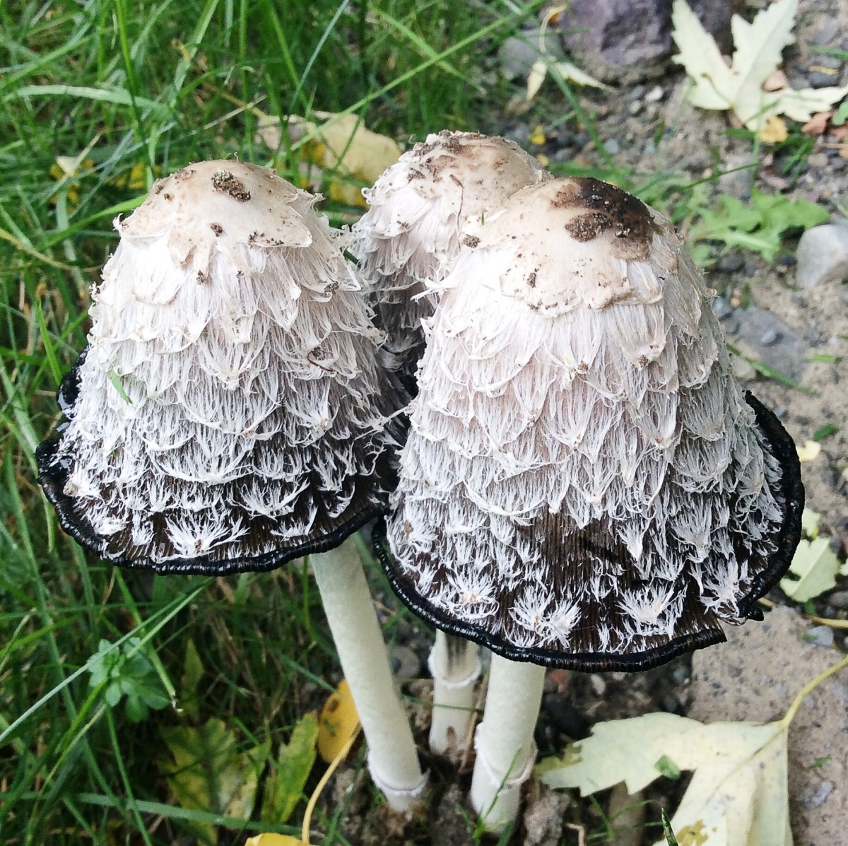 Shaggy Manes and Inky Caps Mushrooms, Uses, and Health Effects Owlcation