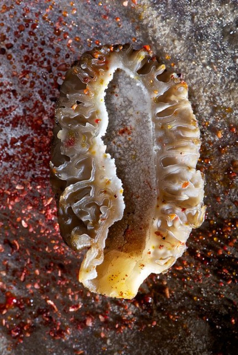 Tips for Hunting Morel Mushrooms Delishably