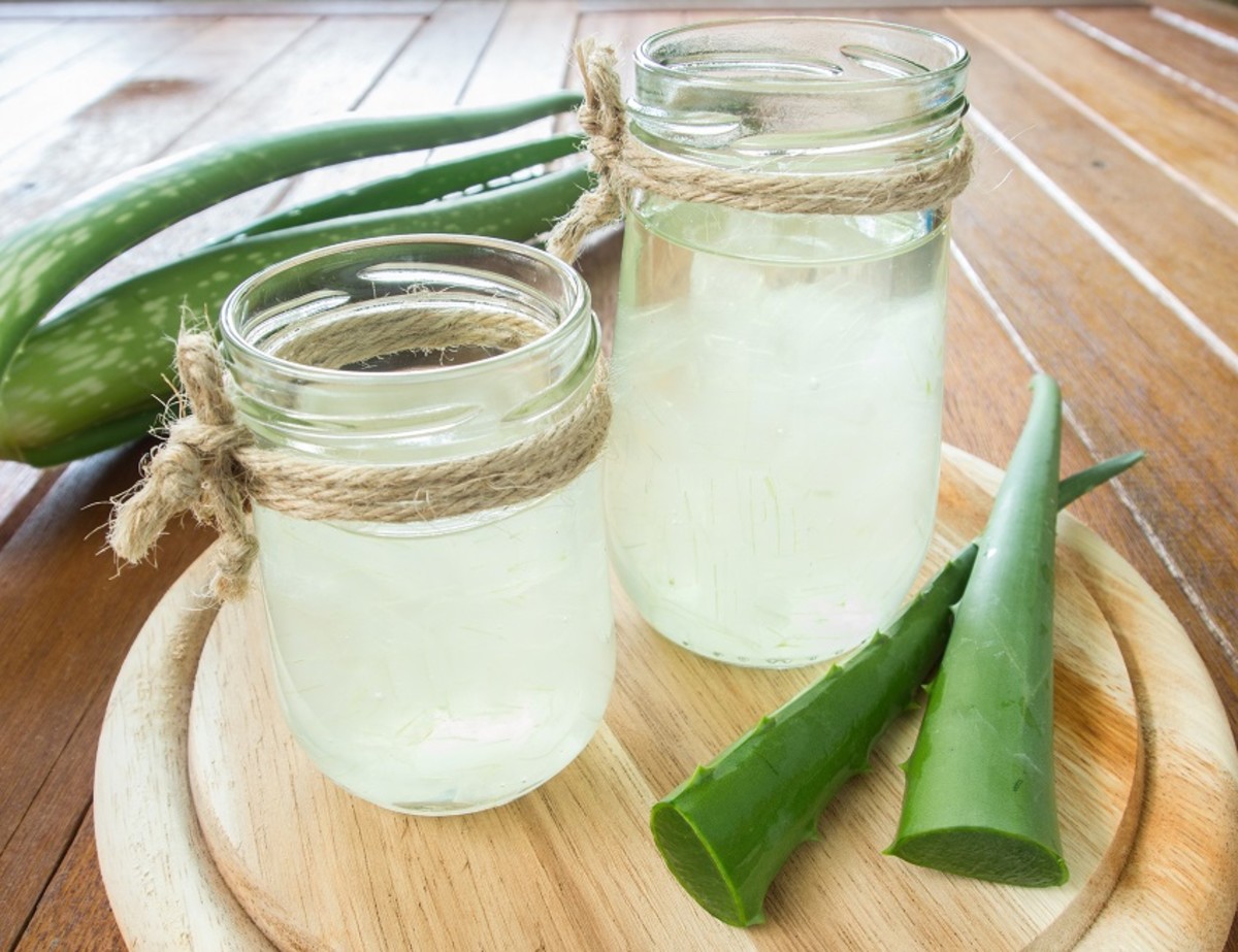 How to Harvest Aloe Vera Gel Dengarden