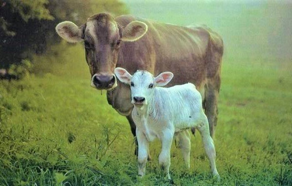 Is Veal Kosher? Owlcation