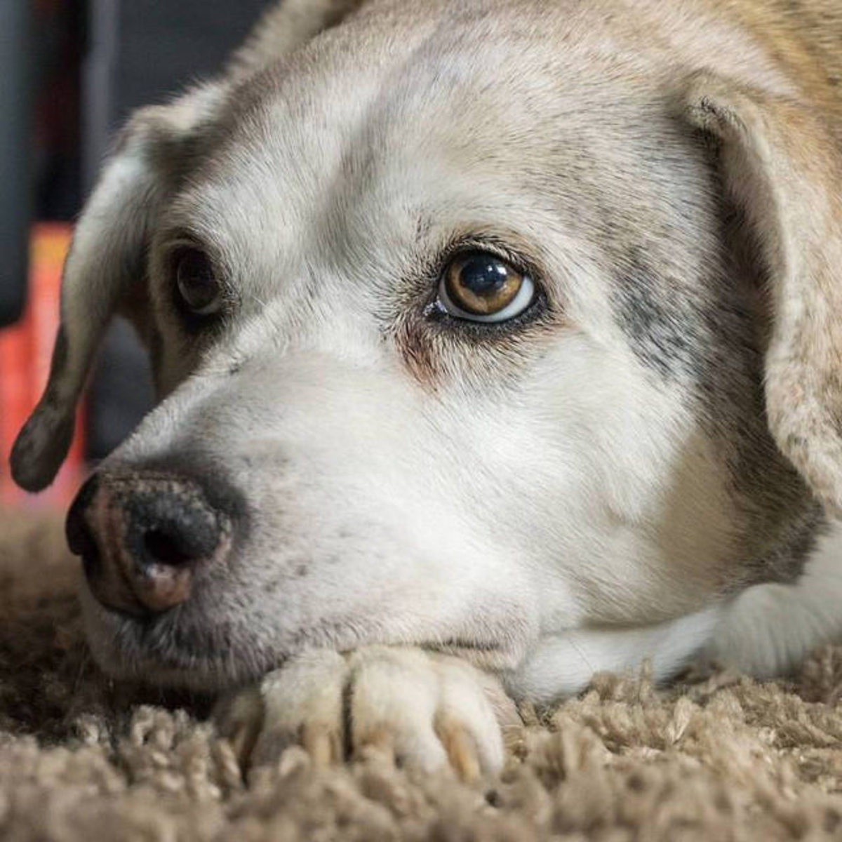 Bed Bug Answers for Conscientious Pet Owners PetHelpful