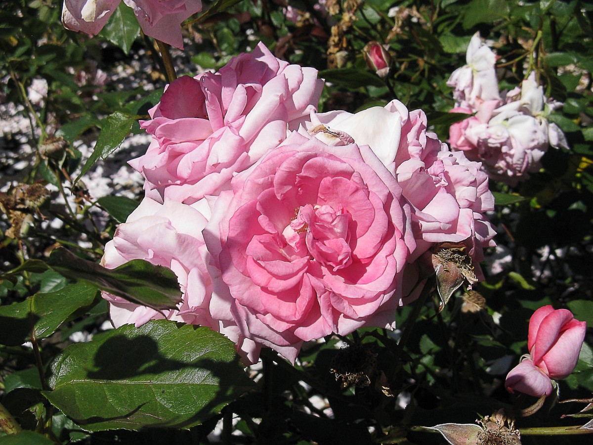 The Stanley Park Rose Garden in Vancouver, British Columbia WanderWisdom