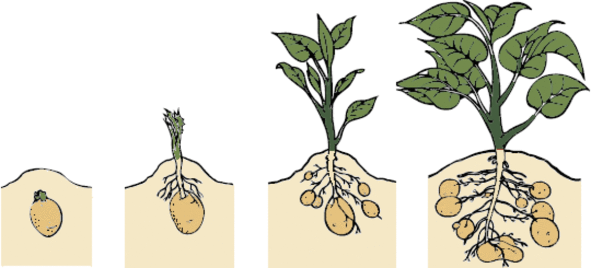 How to Grow Irish Potatoes in a Container Dengarden