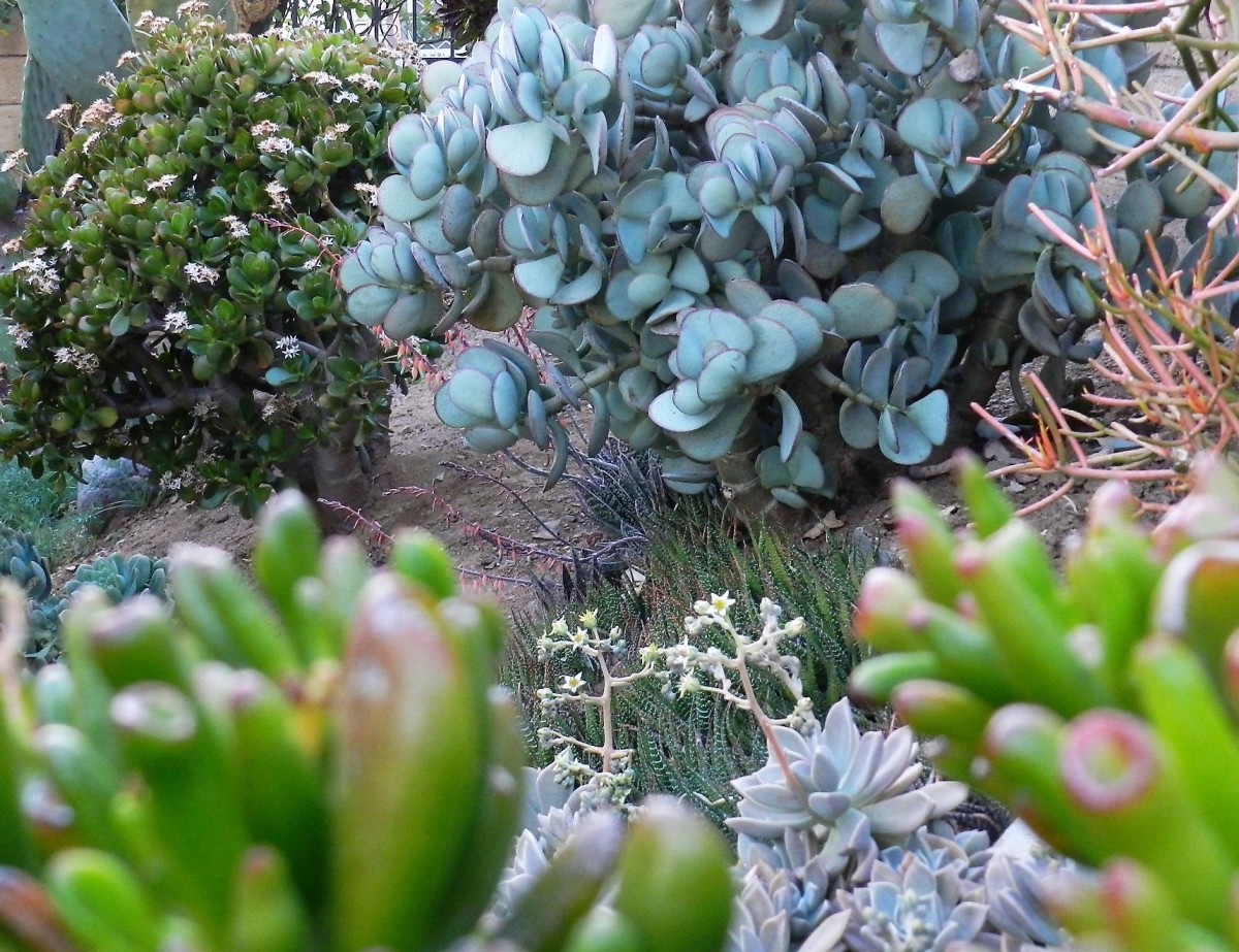 Photos, Tips, and Care of 3 Kinds of Jade Plant Dengarden