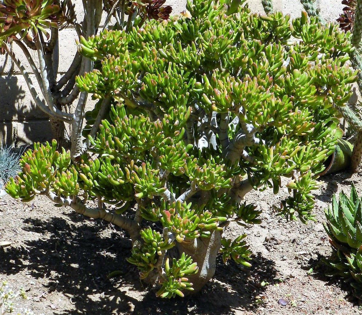 Photos, Tips, and Care of 3 Kinds of Jade Plant Dengarden