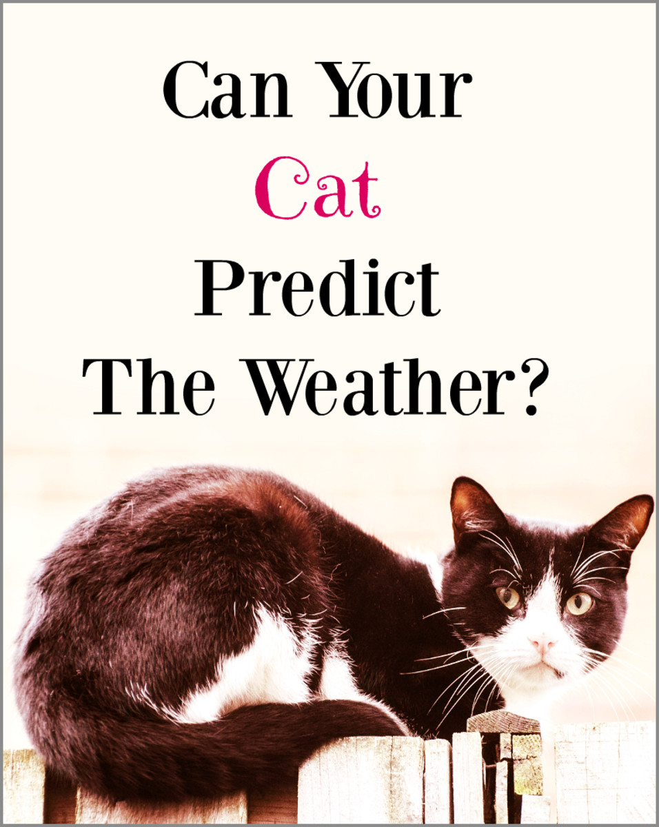 Can Your Cat Predict the Weather? PetHelpful