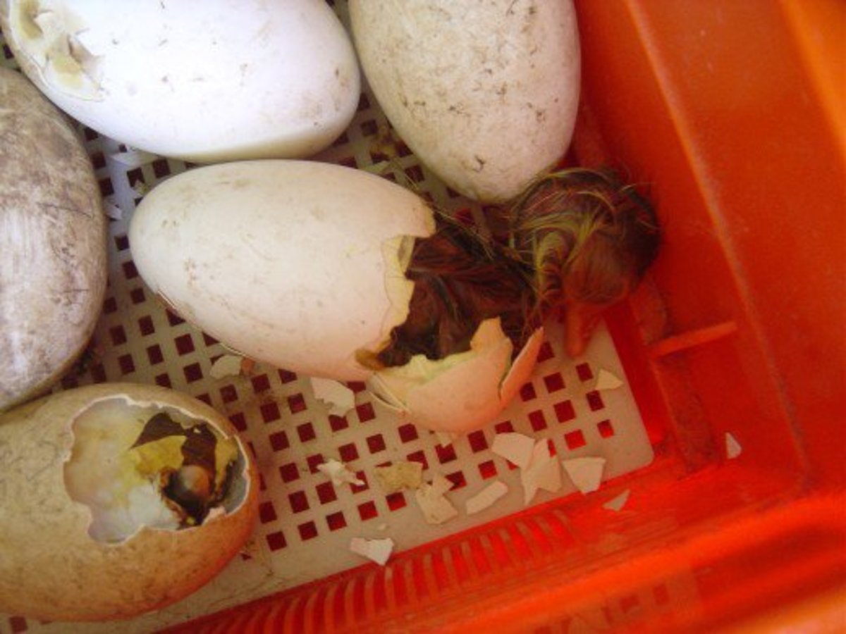 How to Care for Geese and Goslings, Nature's Ecological Lawn Mowers