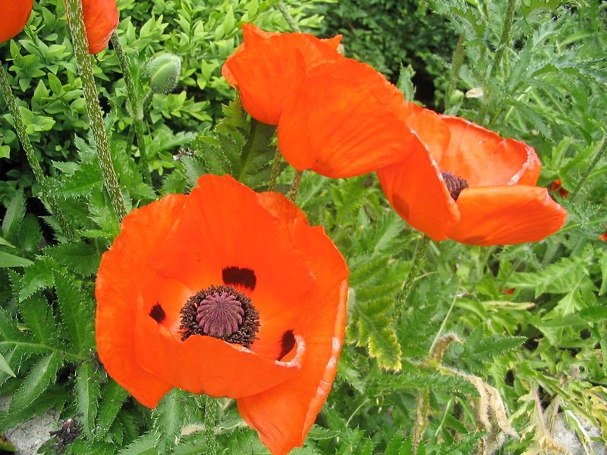 How to Grow Poppies, a Cottage Garden Favorite Dengarden