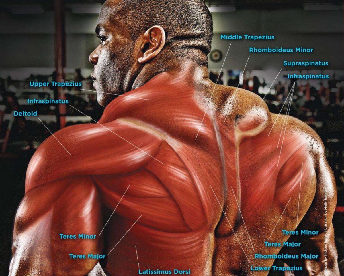 Developing a Lean and Muscular Back HubPages