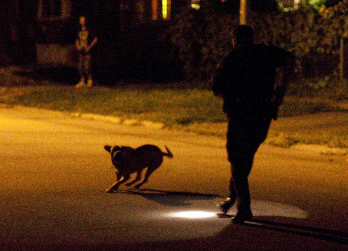 Why do Dogs Get more Aggressive at Night HubPages