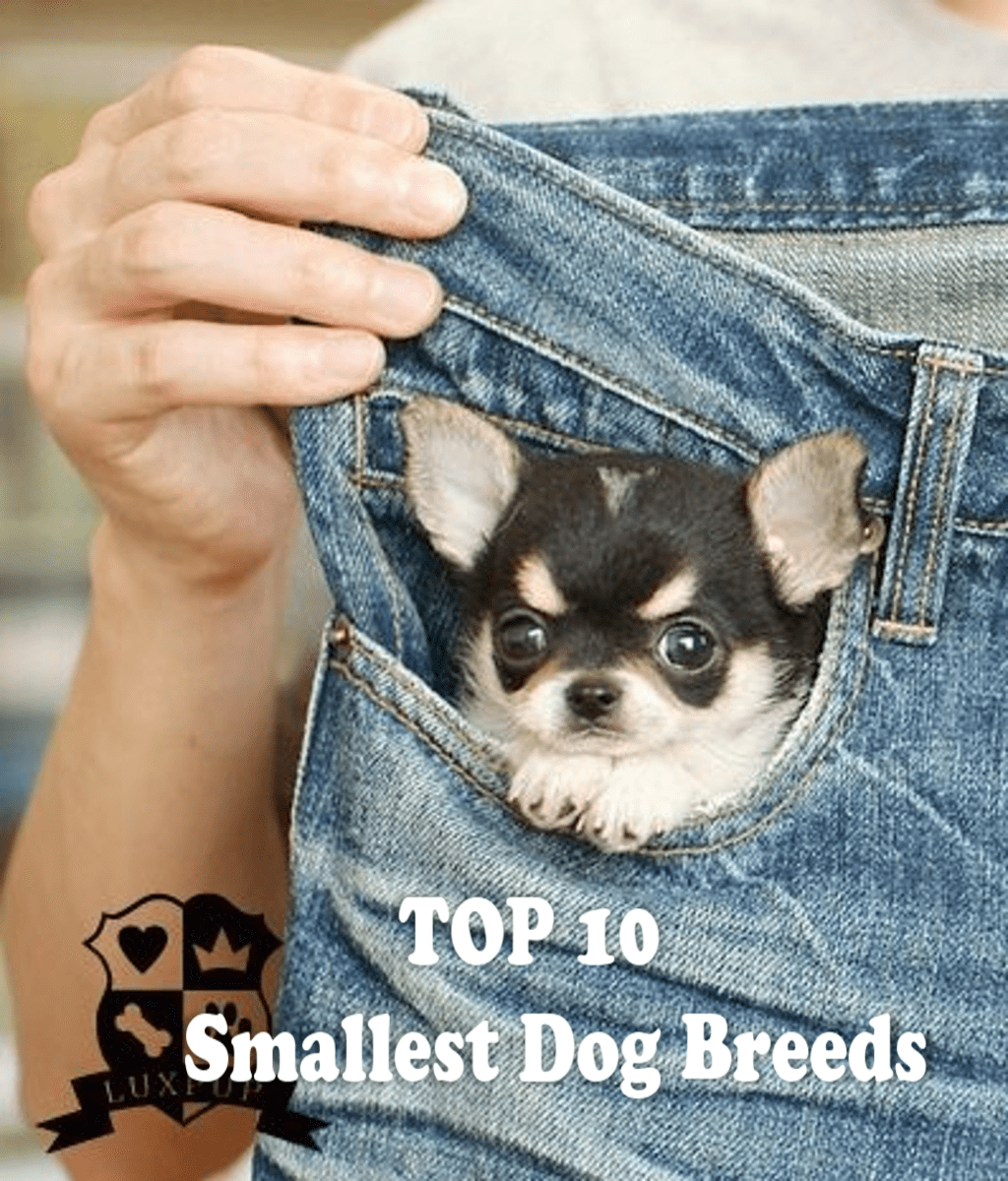 10 Most Popular Designer Dogs of Small or Toy Category HubPages