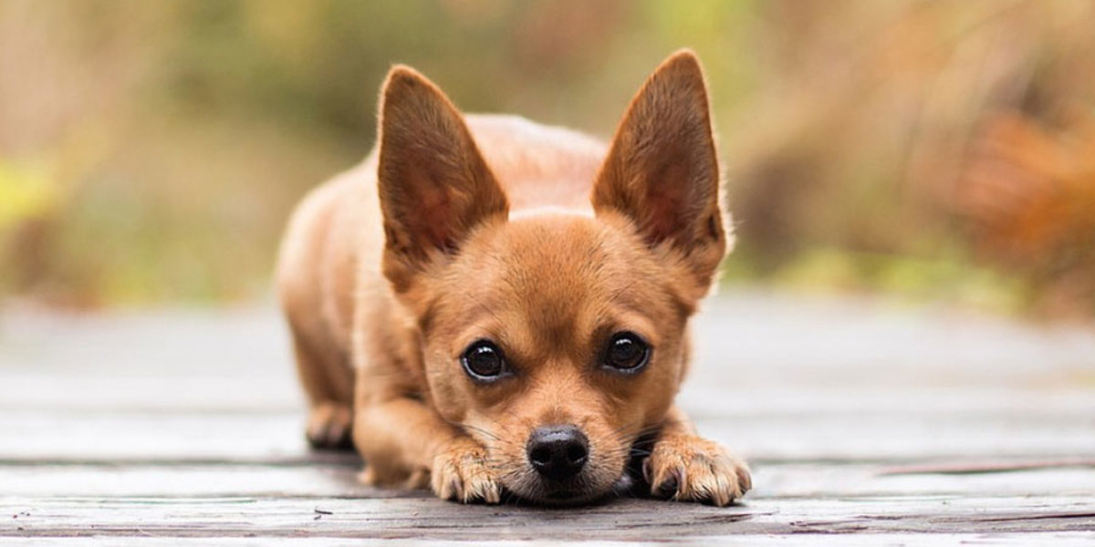 Top 10 Smallest Dog Breeds HubPages