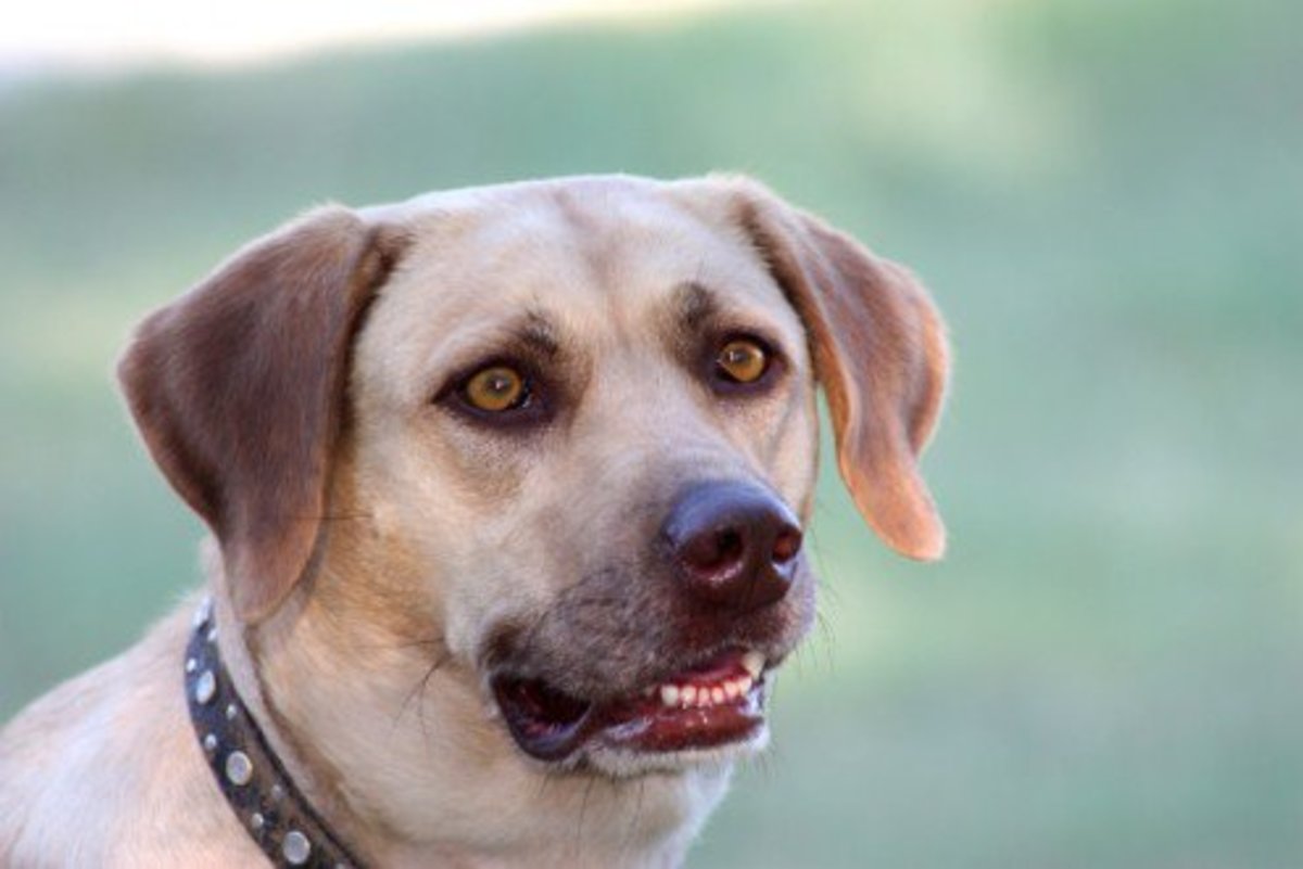 The Labrador Retriever History, Facts, and Information PetHelpful