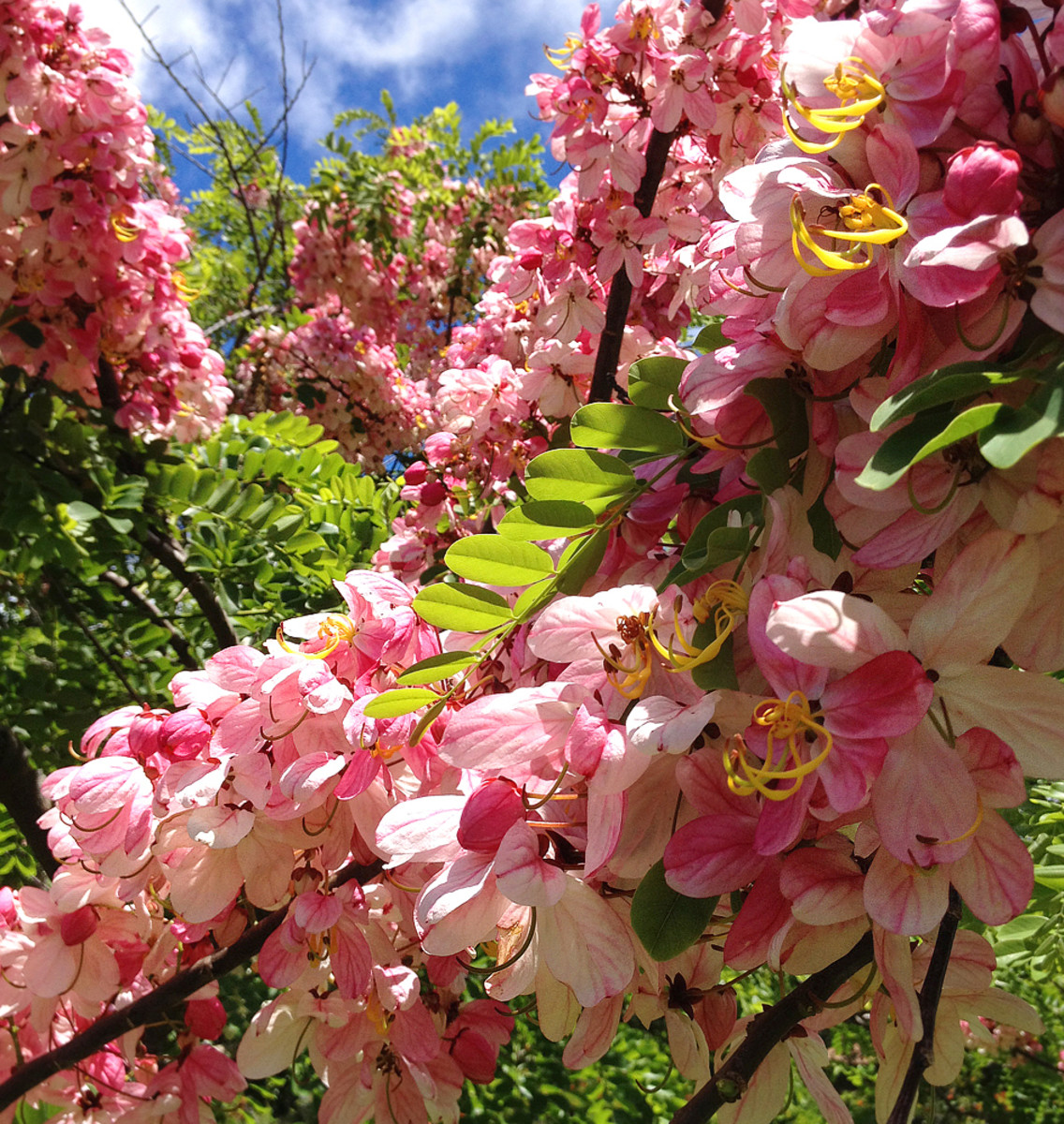 Planting A Garden With Pink Tropical Flowers HubPages