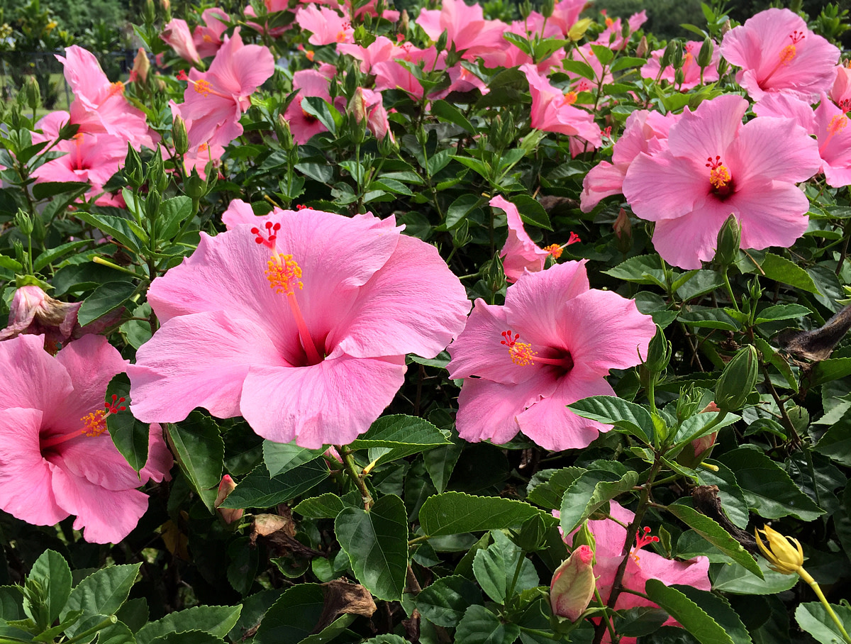 Planting A Garden With Pink Tropical Flowers HubPages