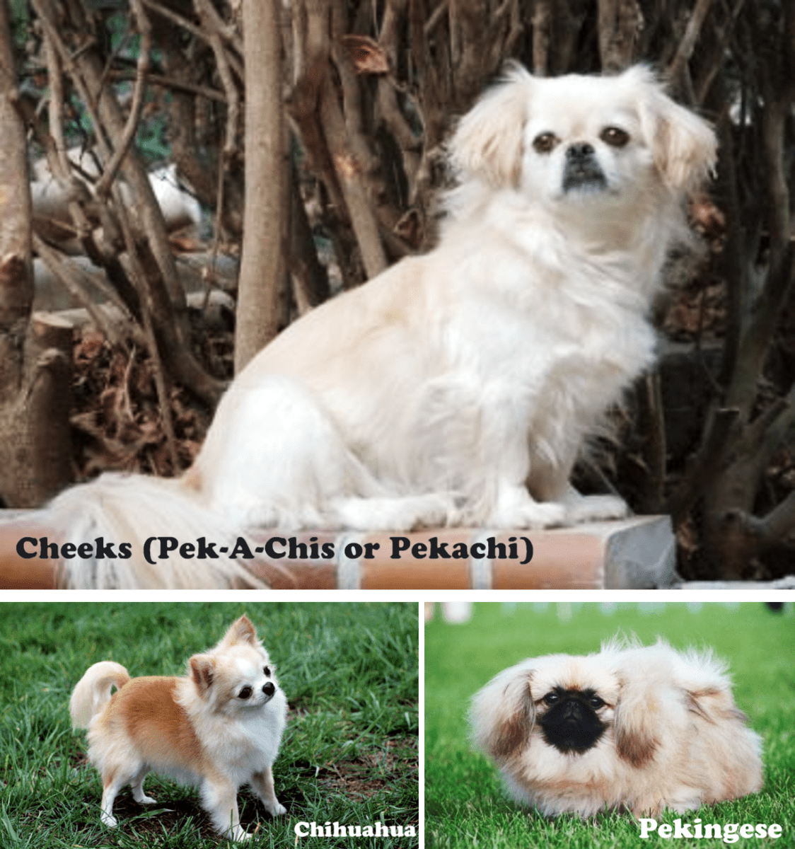 10 Most Popular Designer Dogs of Small or Toy Category HubPages