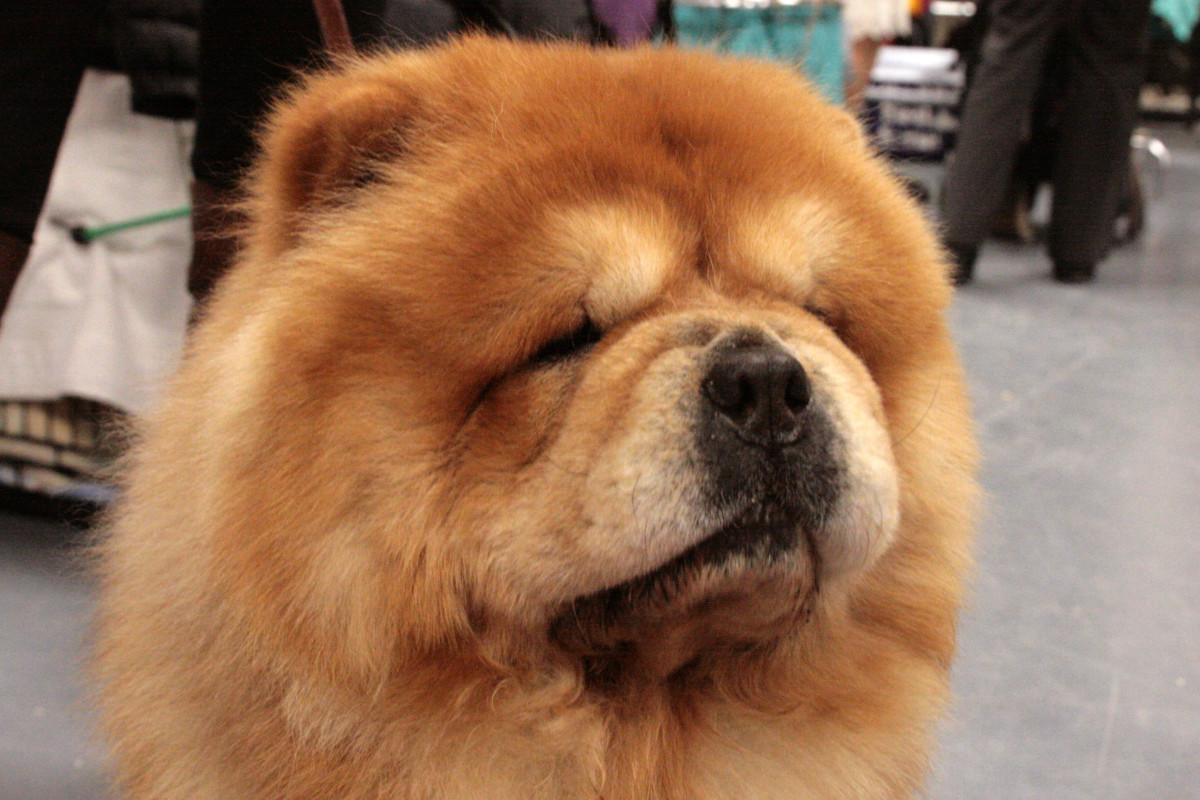 10 Most Aggressive Dog Breeds Temperament Ratings and