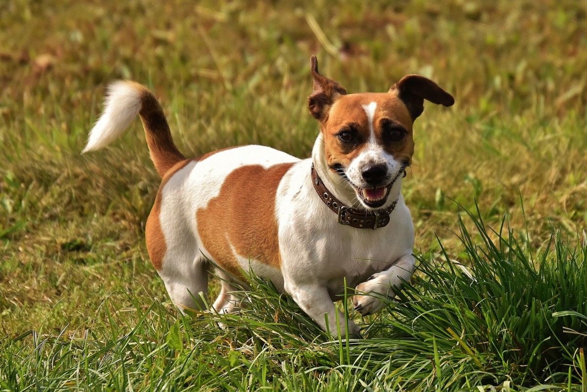 10 Most Aggressive Dog Breeds Temperament Ratings and Information