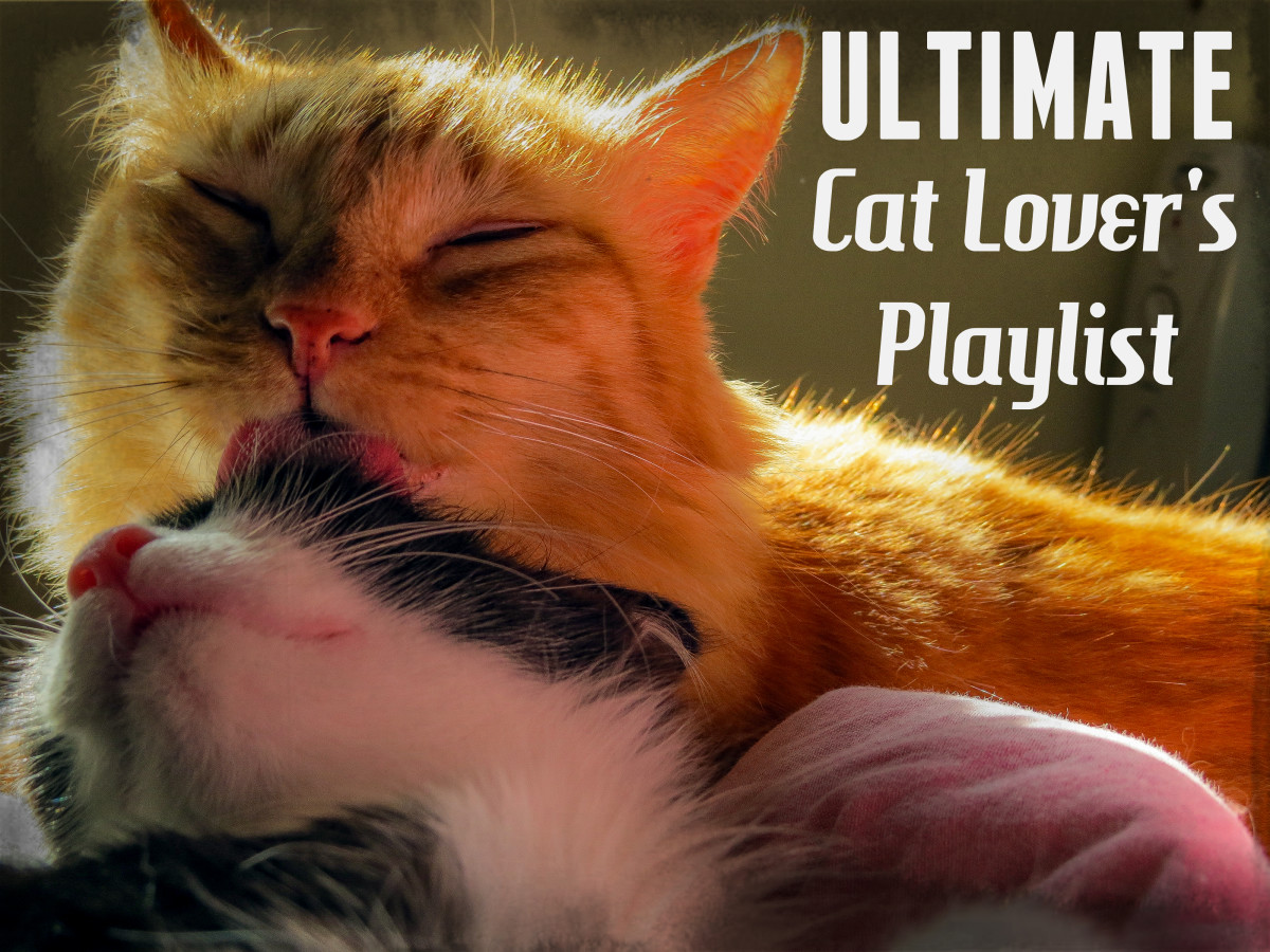 Ultimate Cat Lover's Playlist 34 Songs About Cats and the People Who