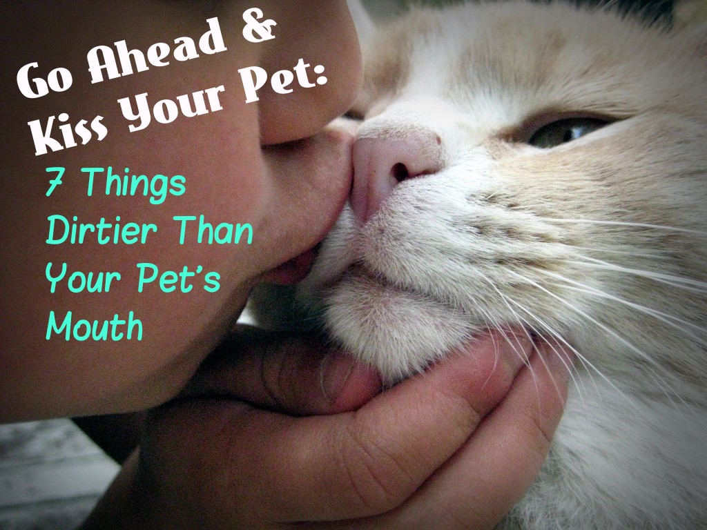 Go Ahead, Kiss Your Pet 7 Things Dirtier Than Your Cat's Mouth